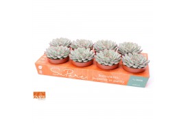 Echeveria pulidonis SuPure® - pearls