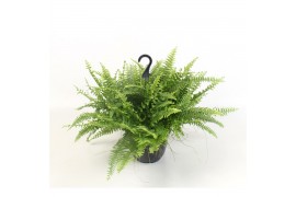 Nephrolepis green moment Nephrolepis boston Green Moment Hang 50 cm di