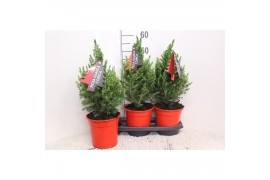 Picea glauca conica