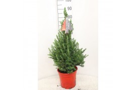 Picea glauca conica