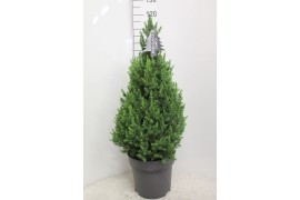 Picea glauca conica Picea glauca Conica zwarte pot P33 H115 potgekweek