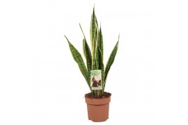 Sansevieria trifasciata laurentii