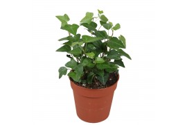 Hedera anna helix 7pp - 7-9cm Rank