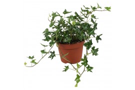 Hedera ivalace helix 9pp - 20-25cm Rank