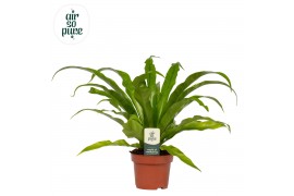 Asplenium antiquum Air So Pure