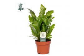 Asplenium nidus campio Air So Pure