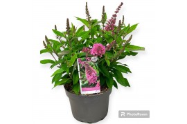 Buddleja davidii butterfly candy little pink Buddleja dav. Butterfly C