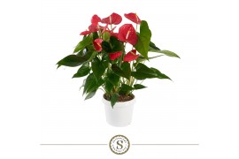 Anthurium andr. maine XL pink