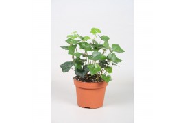 Hedera hibernica 7pp - 30-35cm Rank