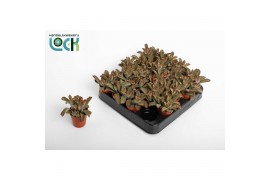 Succulenten Kalanchoë Tomentosa brown,