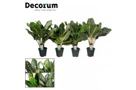 Aglaonema mix royal mix decorum