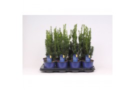 Taxus media hillii