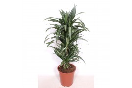 Dracaena fragr. der. ulises