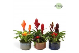 Arrangementen bromelia Corsica keramiek - Classic Bowl