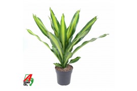 Dracaena fragr. burley