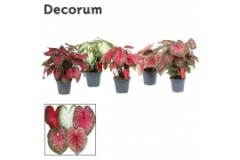 Caladium mix decorum