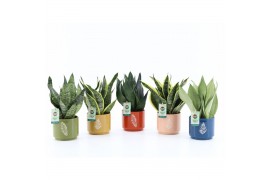 Sansevieria mix in artistique keramiek