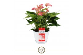 Anthurium andr. livium red schaal napoli