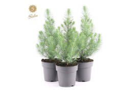 Pinus pinea silver crest Pinus pinea Silver Crest P15