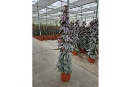 Cissus discolor floramagic violet vine piramide