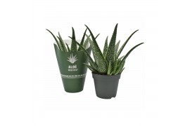 Aloe tropical MEDIVERA®