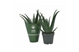 Aloe equator MEDIVERA®