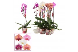 Phalaenopsis mix Phalaenopsis cascade 1 tak mix (Scenza) 6 bl. 1 tak/p