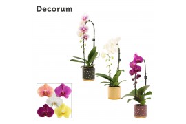 Phalaenopsis mix Phalaenopsis cascade 1 tak mix in Sparkle (Rich Love-