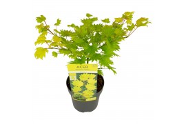 Acer shirasawanum aureum Acer shirasawanum Aureum extra kwaliteit