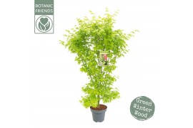 Acer palmatum Going Green®