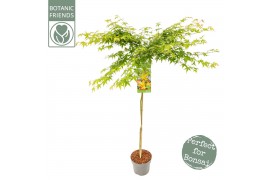 Acer palmatum little princess 90 cm cm stam