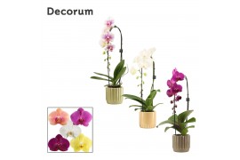 Phalaenopsis mix Phalaenopsis cascade 1 tak mix in Liam (Nature world-