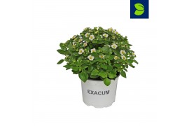 Exacum affine white