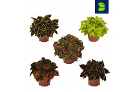 Coleus mix