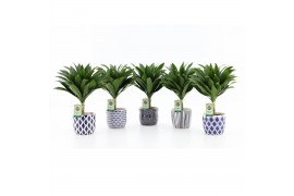 Dracaena fragr. janet craig Compacta op stam in Delft Blue