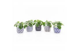 Pilea peperomioides in delft blue keramiek