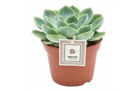 Echeveria fora rosetta