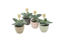 Crassula boomerang BOOMERANG® in Dana Amigo mix ceramics 1 pp