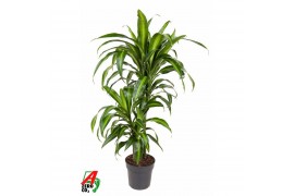 Dracaena fragr. hawaiian sunshine vertakt