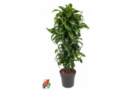 Dracaena fragr. compacta dorado vertakt