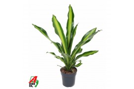 Dracaena fragr. burley