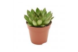 Echeveria agavoides ami-fiesta Echeveria Fiesta 1 pp