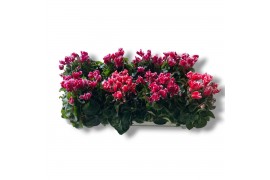 Cyclamen pers. metis fantasia mix