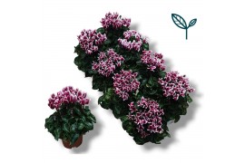 Cyclamen pers. metis fantasia wine rood