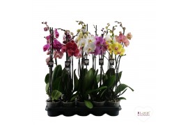 Phalaenopsis mix Supreme mix - 2 tak, 16+ bloem - 65/70cm