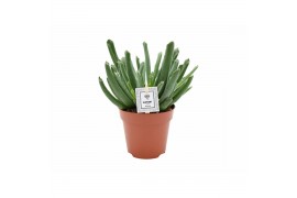 Cotyledon elephants trunk + etiket