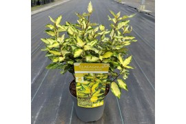 Eleagnus x ebbingei maryline