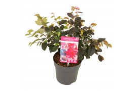 Loropetalum chinense fire dance