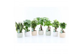 Kamerplanten mix Exotic Green Mix in Sandy keramiek 1 pp