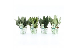 Sansevieria Sansevieria Mix in Potcover Bamboo 3 pp